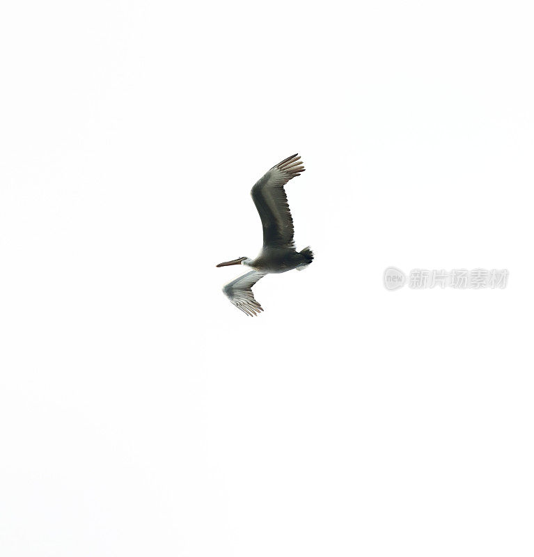 飞行中的斑点鹈鹕(Pelecanus crispus)(高音)